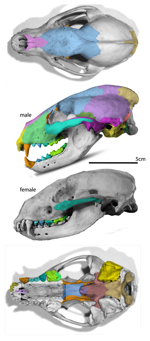 Meles skull