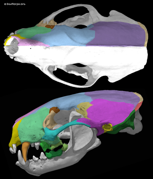 Mephitis skunk skull