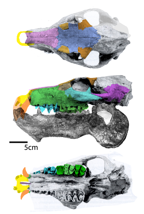 Merycopotamus skull