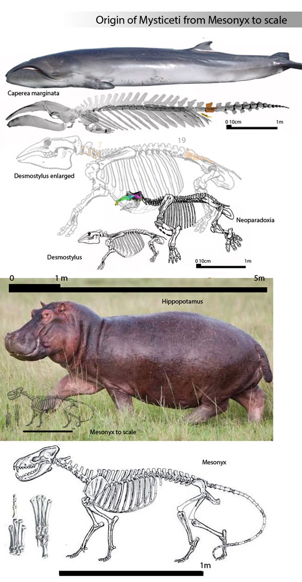 Mesonyx Hippopotamus Desmostylus Caperea - the origin of Mycticeti