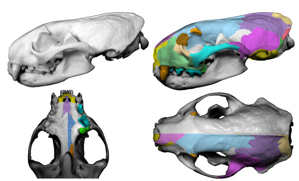 Mustela skull three views