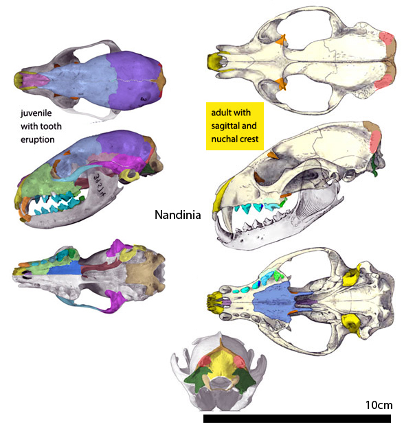 Nandinia skull