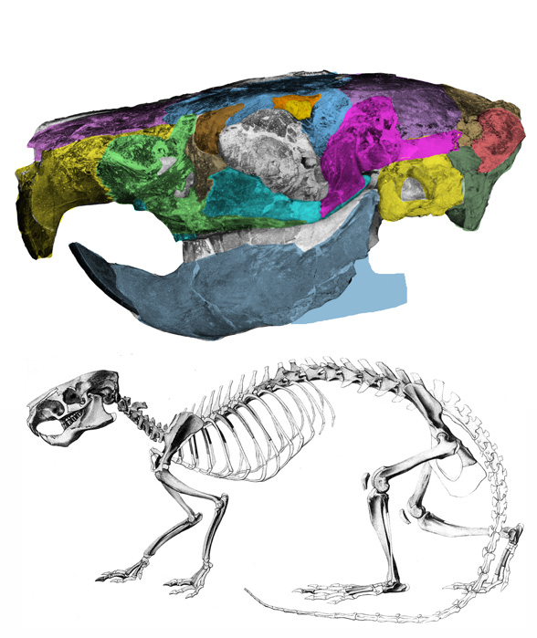 Neoremys skeleton and skull