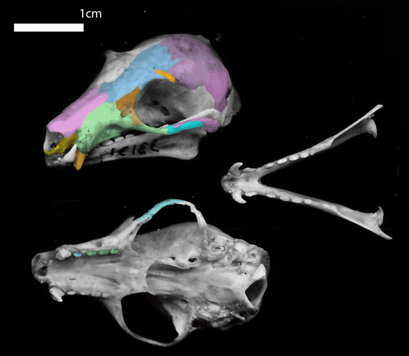 Notopterus skull