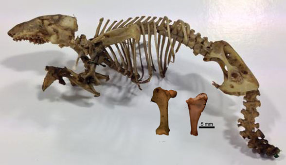 Notoryctes skeleton