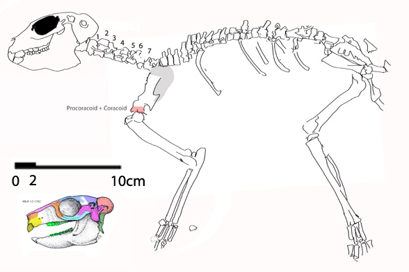 Paedotherium overall