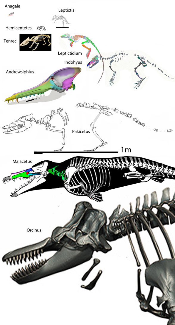 Pakicetus compared to other tenrecs and whales