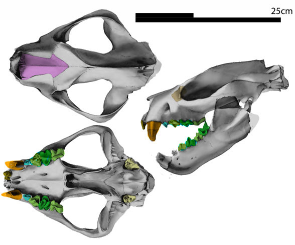 Patriofelis skull 3 views