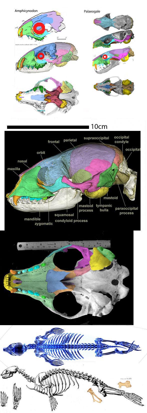 Phoca