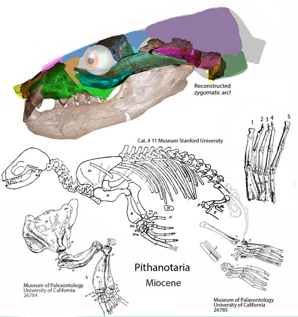 Pithanotaria skull