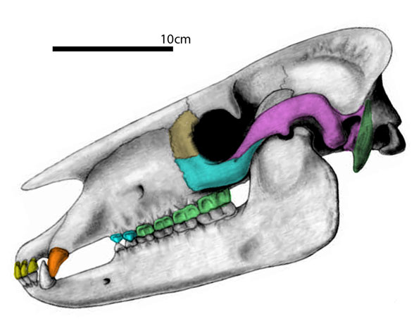 Plagiolophus huerzeleri skull