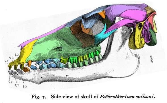 Poebrotherium skull