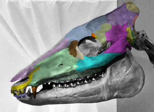Propalaeotherium skull