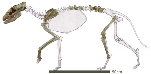 Protictitherium lateral view