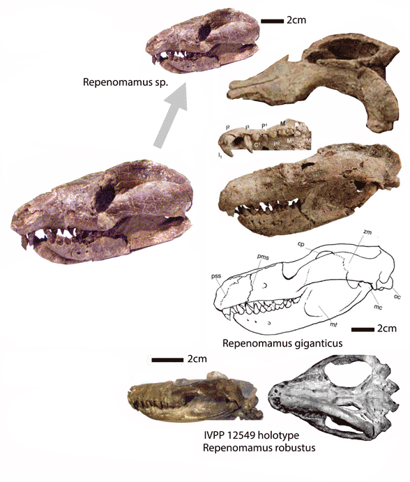 Repenomamus skull