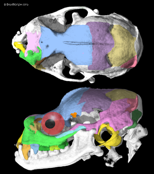 Rhinopoma skull 2 views