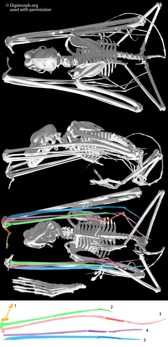 Rhinopoma skeleton 3 views