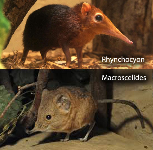 Rhynchocyon and Macroscelides