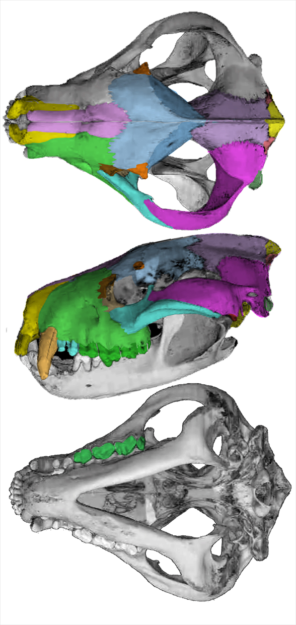 Sarchophilus skull