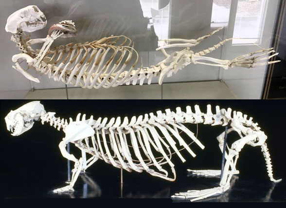 sea otter skeleton Enhydra