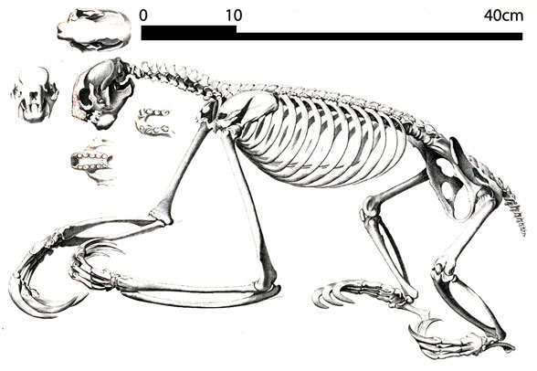 Bradypus the three-toed sloth skeleton588