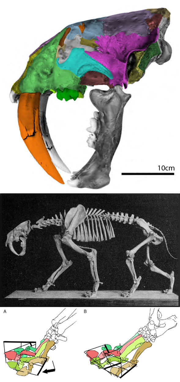 Smilodon natalis