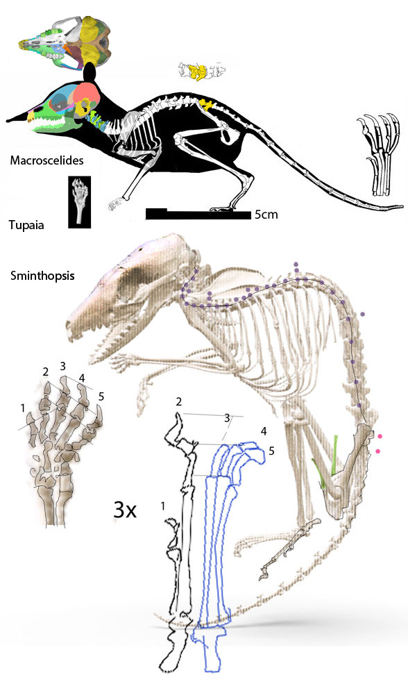 sminthopsis skeleton