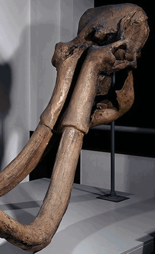 Mammuthus skull