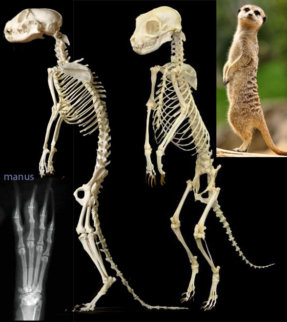 Suricata skeletons