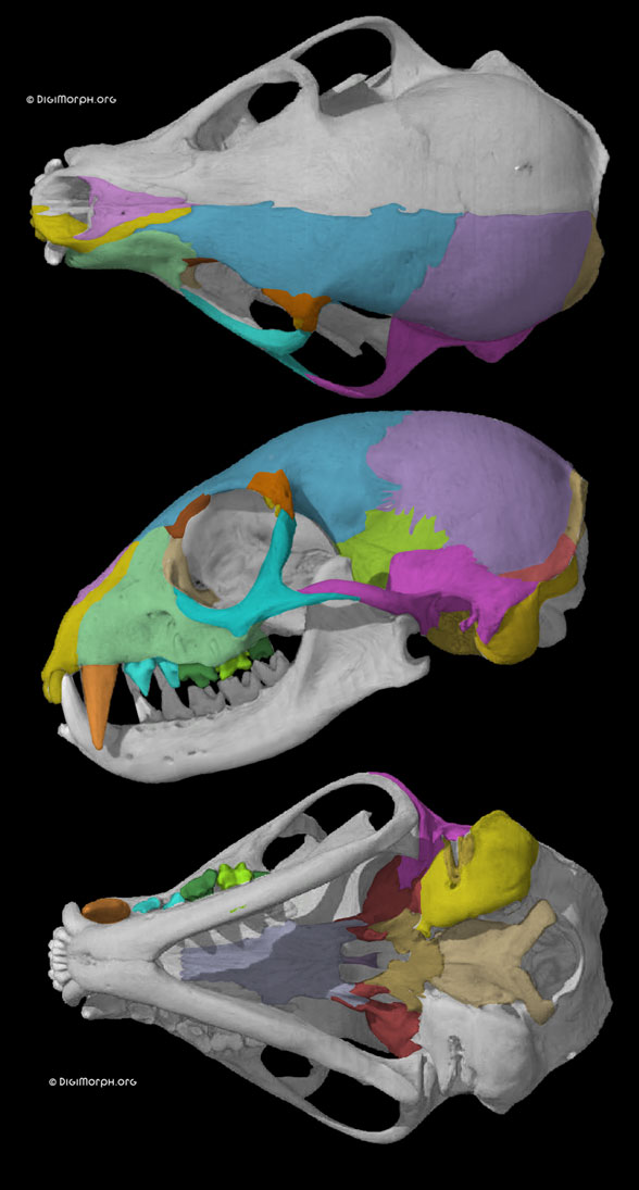 Suricata skull