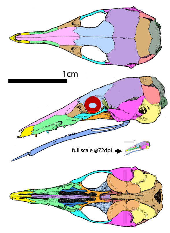 Tarsipes skull