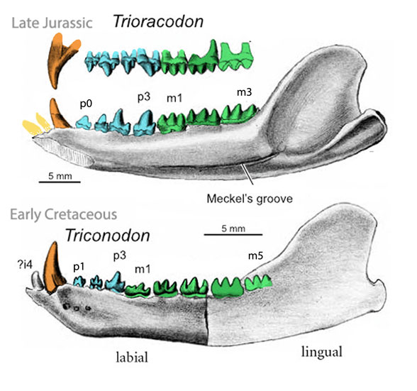 Triconodon and Trioracodon