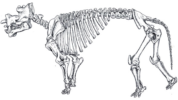 Uintatherium overall