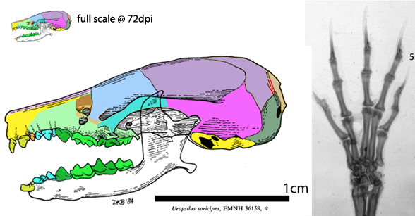 Uropsilus skull