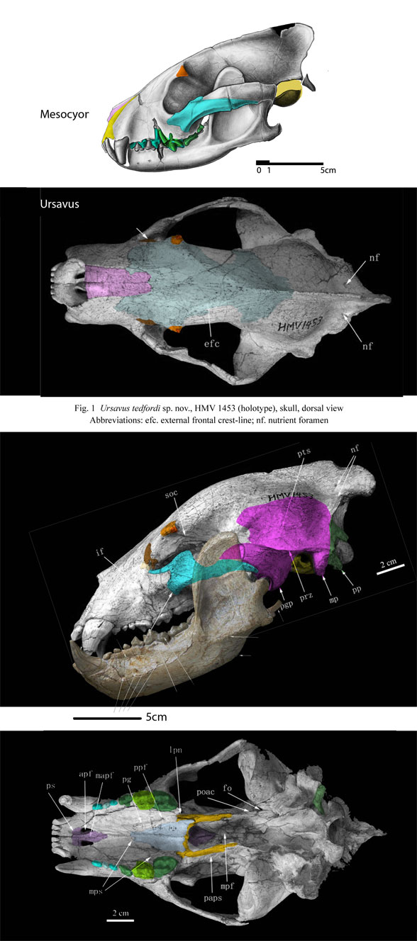 Ursavus skull