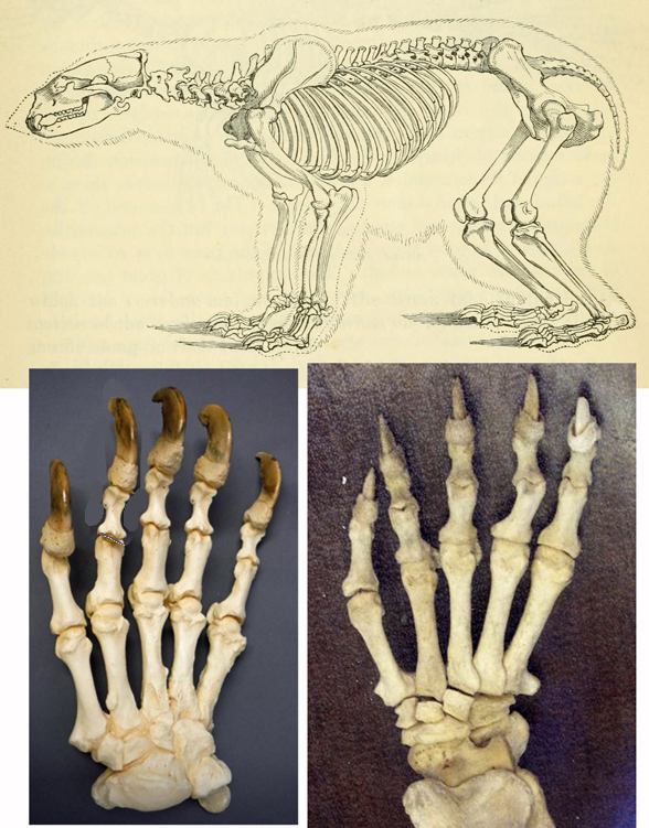 Ursus maritimus