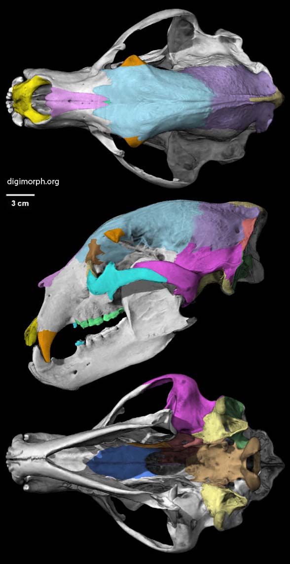 Ursus americanus