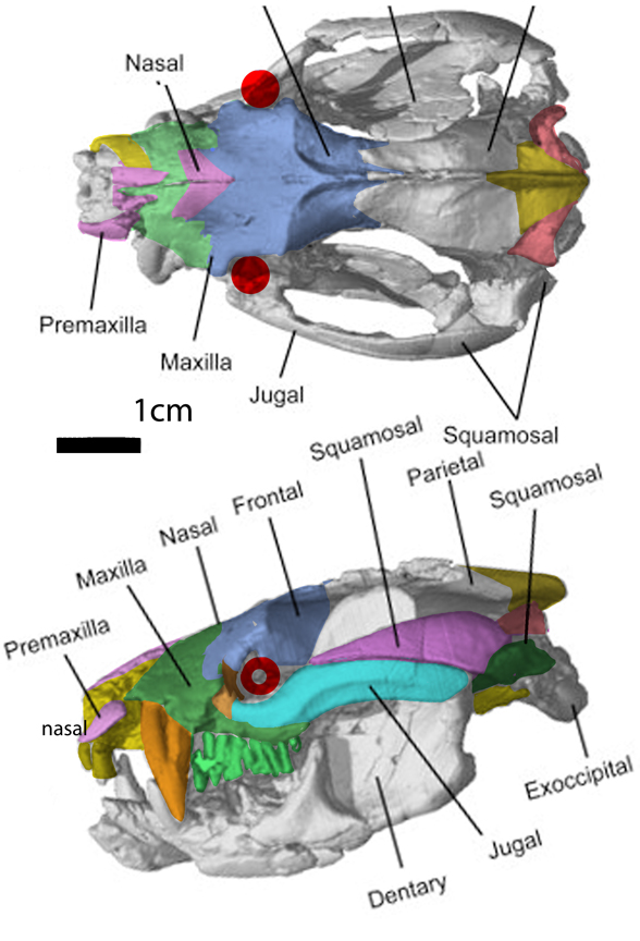 Vincelestes skull