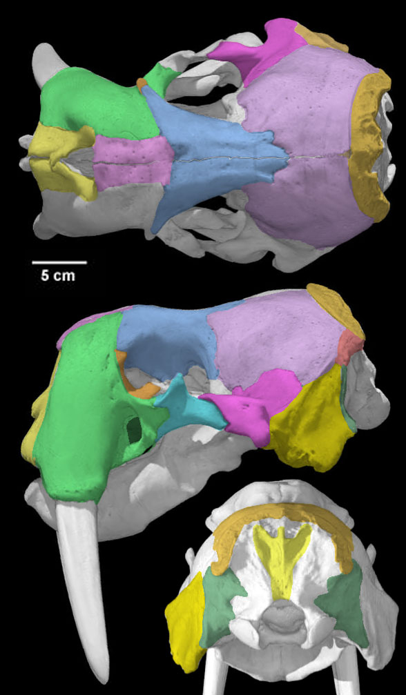 Odobenus skull