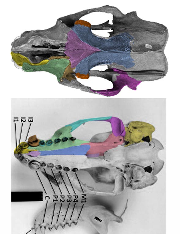 Zalophus skull dorsal