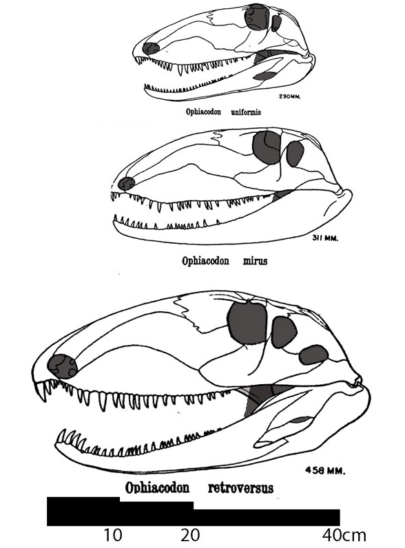 Ophiacodont skulls to scale