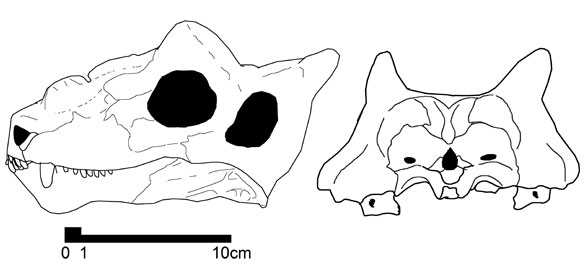 Proburnetia