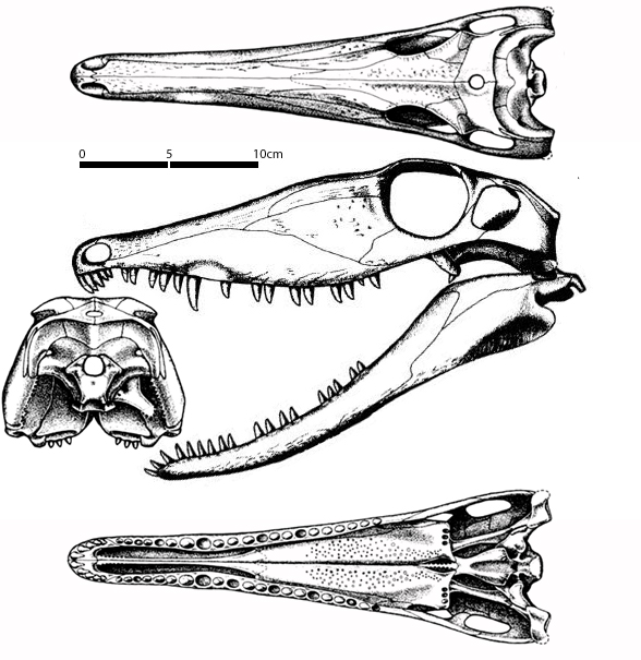 Secodontosaurus skull