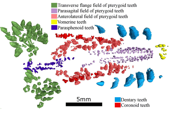 vaughnictis palate and tooth row