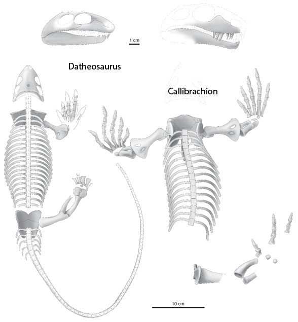 Datheosaurus and Callibrachion