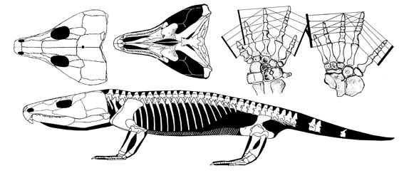 Labidosaurus