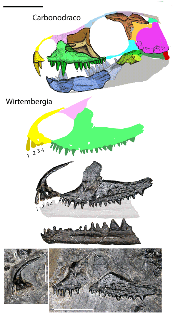 Wirtembergia reconstructed