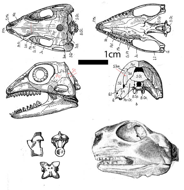 Bolosaurus according to Watosn