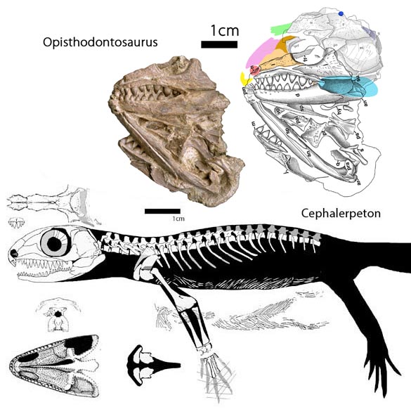 Cephalerpeton and Opisthodontosaurus