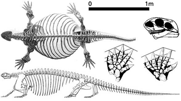 Cotylorhynchus